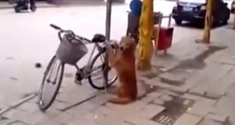大爷吩咐金毛看着自行车，金毛一脸戒备：谁也别想动我家车