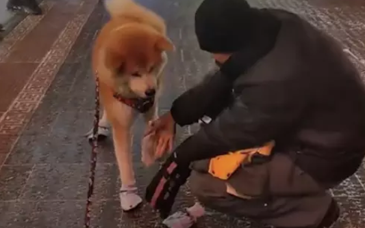 狗狗趴在地上不愿走，主人给它脱了衣服鞋子立马起身，是怕冷吗？ 