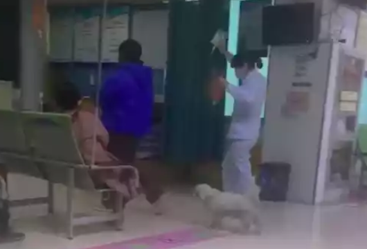 主人半夜来医院打点滴，狗狗寸步不离跟着她，被赶走又跑回来！ 