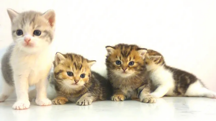  巴西宠物猫狗数量全球第二 市场潜力大