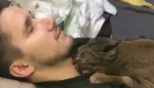 脖子上有吻痕，给女友说是猫咪干的她不信，直到给她看了这个 