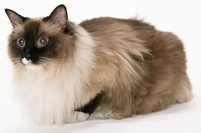 宠物猫、水貂……动物传播新冠病毒的风险有几分？