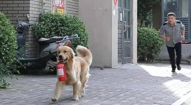 感动！主人煲汤忘记关火导致煤气中毒，金毛竟知道出去找保安帮忙