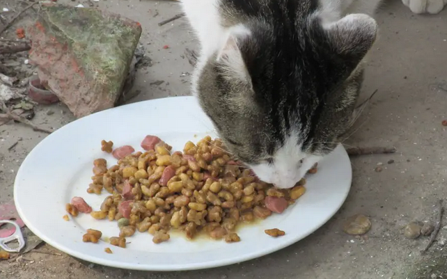 喂流浪猫廉价猫粮，有错吗？ 