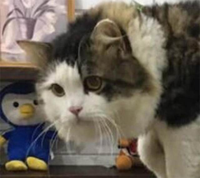 男子抱怨家猫太大，网友嘲笑他没养过猫，直到晒出照片：这猫真大
