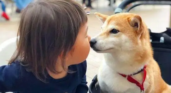 柴犬老是跳上床打扰宝宝睡觉，妈妈上前一看眼泪夺眶而出