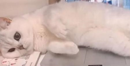 主人忙工作，猫咪趴电脑上不停做撩人动作，网友：这谁能顶得住