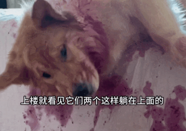 主人回家发现金毛凄惨地“死”在血泊中，哭着要报警，结果…看我不打洗你