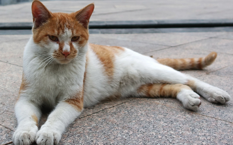 “街猫”能否搭起流浪猫处置的“安全屋”？ 