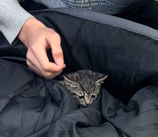 小猫惊险坠楼，小孩哥脱下衣服一把接住，网友：他是小猫的超级英雄！