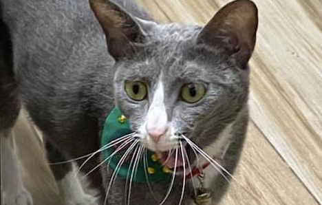 猫咪只是打个哈欠，表情却是异常的吓人，猫：人怎么都跑了呢？ 