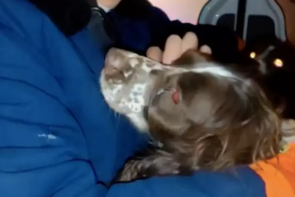搜救犬冲向地震中心第一线，在训导员怀里是孩子，在搜救现场是战士！