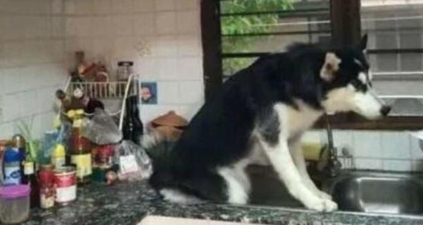 事实胜于雄辩，被猫带大的二哈，上演的是一场模仿秀