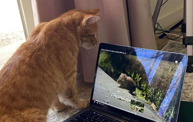 橘猫是自来熟，把邻居家当免费网吧，总是到人家蹭电脑看小视频