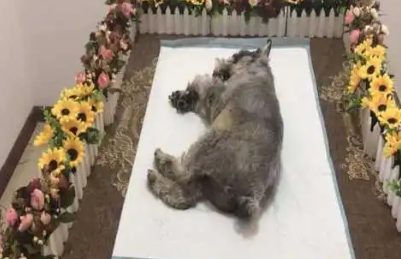 你需要知道的关于宠物殡葬的七件事