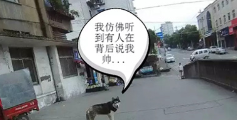 流浪哈士奇街头“汪汪”乱叫市民报警，民警用火腿肠拐回派出所
