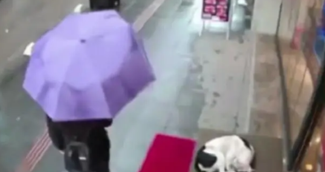伞坏了都不舍得扔，却把围巾送给流浪犬，善良永远都是无价