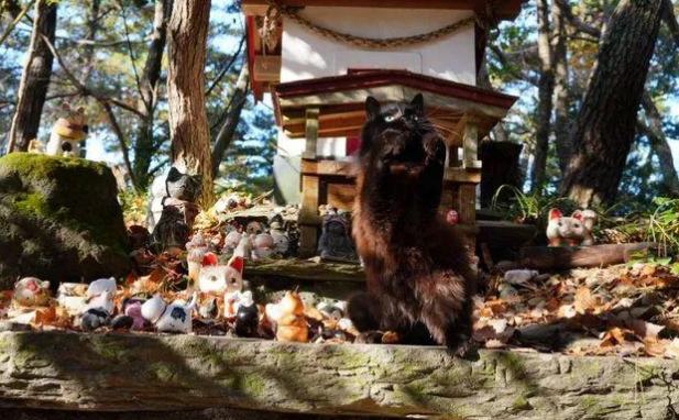 日本田代岛喵星人神社又来了新猫猫，这次是只黑猫主持来值班