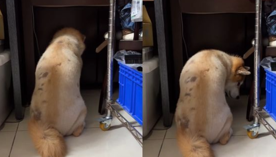 发现主人没带自己出门，柴犬躲在角落里生闷气：你不爱我了！