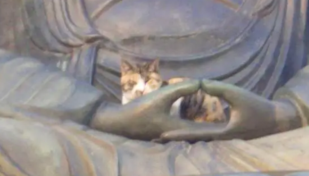 网友给佛像拍照，后来总觉得哪里不对劲，放大照片后：这猫哪来的