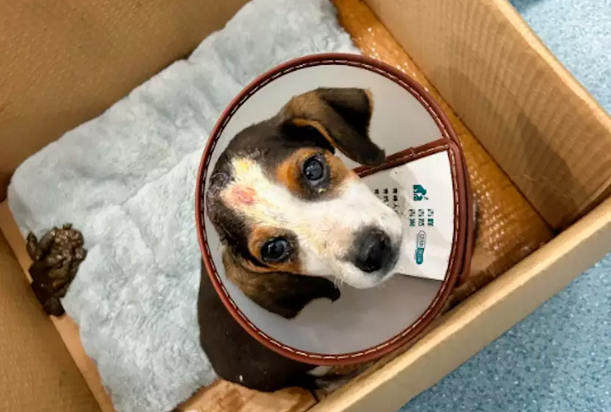 比格犬被虐待又被遗弃在垃圾桶，女生救助送医院，消毒伤口竟一声不吭！ 