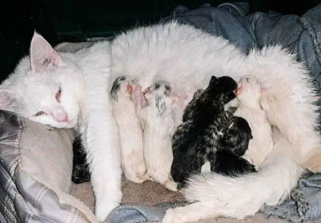 孕妈救了一只怀孕的母猫并带回家照顾，后来她俩在同一天诞下宝宝