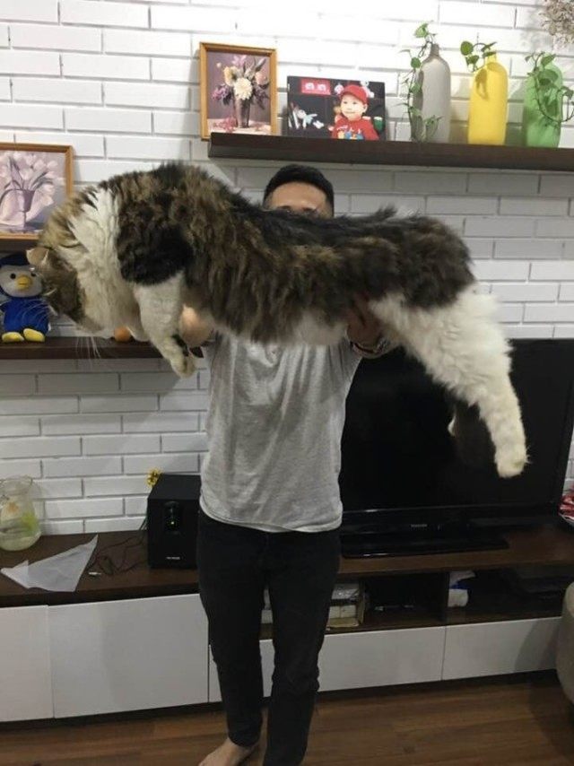 男子抱怨家猫太大，网友嘲笑他没养过猫，直到晒出照片：这猫真大