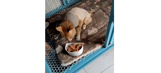 怀孕猫妈妈努力表现温柔想讨要食物，但吃的没要到，却被...