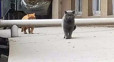蓝猫走丢半月后带回只橘猫，主人：看这身板是要被吃穷的节奏…… 