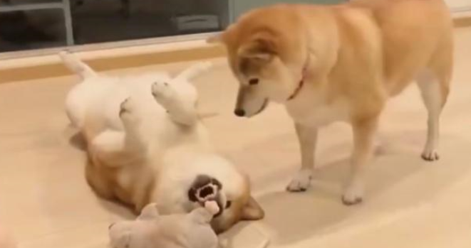 柴犬两兄妹“相爱相杀”，被网友吐槽为戏精，太可爱了