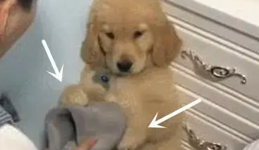 金毛犬又在床上撒尿了，主人拿起拖鞋就想教育，它赶紧用手扶住