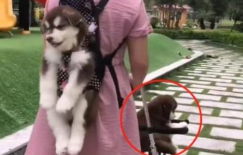 女主人一口气养了3只阿拉，带出门遛狗就成路人焦点，太拉风了 