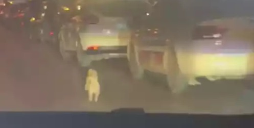 狗狗在马路上狂追电动车，以为它是掉下来了，却得到对方回答：故意丢的