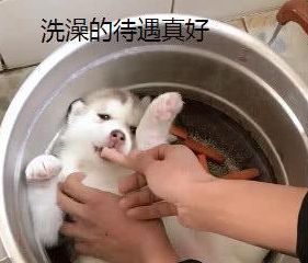 给小哈士奇洗澡，原本是一脸享受和满足，下一秒：炖狗肉？ 