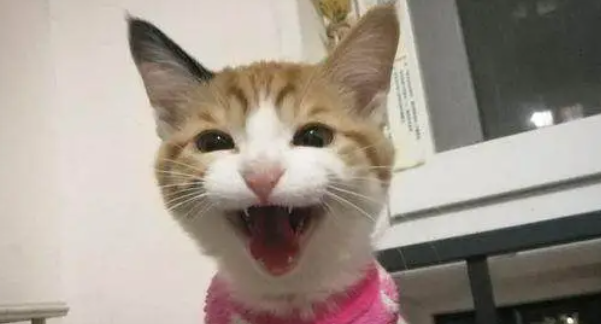 新买了一只猫咪回家，直到看了监控后，才知道它过得这么惨