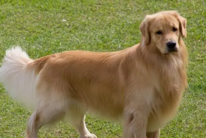 成都重拳整治养犬乱象之后 宠物犬行为矫正训练走俏