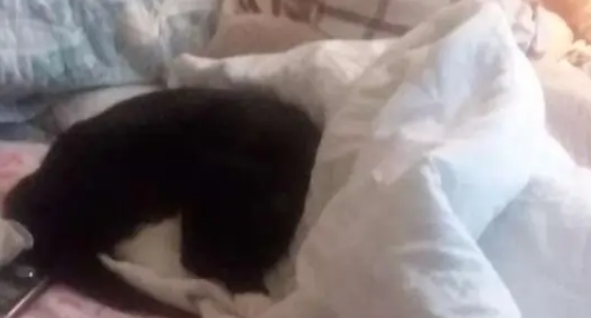 带爱猫看望重病住院的奶奶，猫咪做出的反应令人泪如泉涌