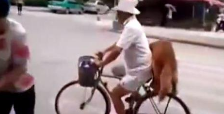 大爷吩咐金毛看着自行车，金毛一脸戒备：谁也别想动我家车