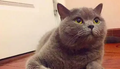 蓝猫走丢半月后带回只橘猫，主人：看这身板是要被吃穷的节奏…… 