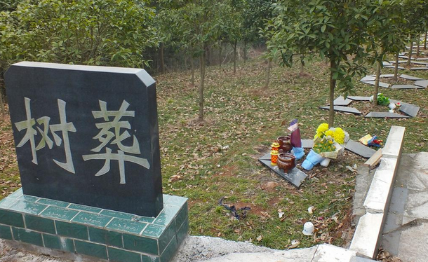 宠物殡葬有多少形式？寺院树葬或许是新的选择