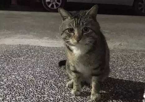 “街猫”能否搭起流浪猫处置的“安全屋”？ 