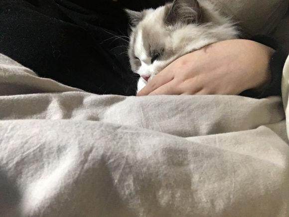 宠主网购一只价值万元的布偶猫，喂养两月后，我们的幸福就开始了