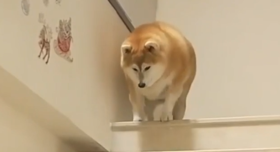 柴犬上下楼梯都是靠跳，因太胖而走红