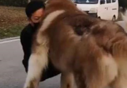 狗子200斤了还把自己当宝宝，非要主人抱着走，主人欲哭无泪 