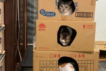 帮猫猫盖纸箱大厦，隔天一看四楼竟然塌陷到三楼！