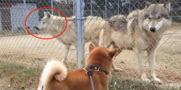 网友带柴犬去看狼，它却把狼当二哈，结果还跟对方吵起来了 