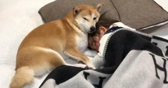 柴犬老是跳上床打扰宝宝睡觉，妈妈上前一看眼泪夺眶而出