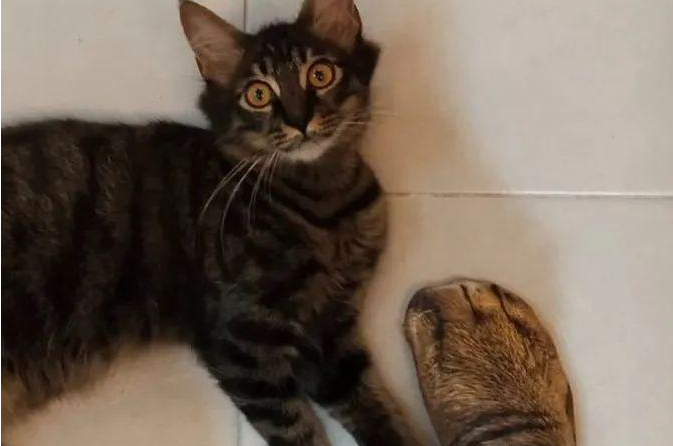 这位老爸是资深猫奴，买了双猫爪袜子跟猫咪显摆，把它们吓坏了