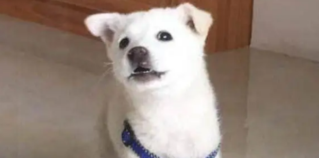 朋友说养土狗是傻，但养了这只狗狗之后，才觉得特别的值得