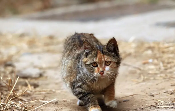 喂流浪猫廉价猫粮，有错吗？ 